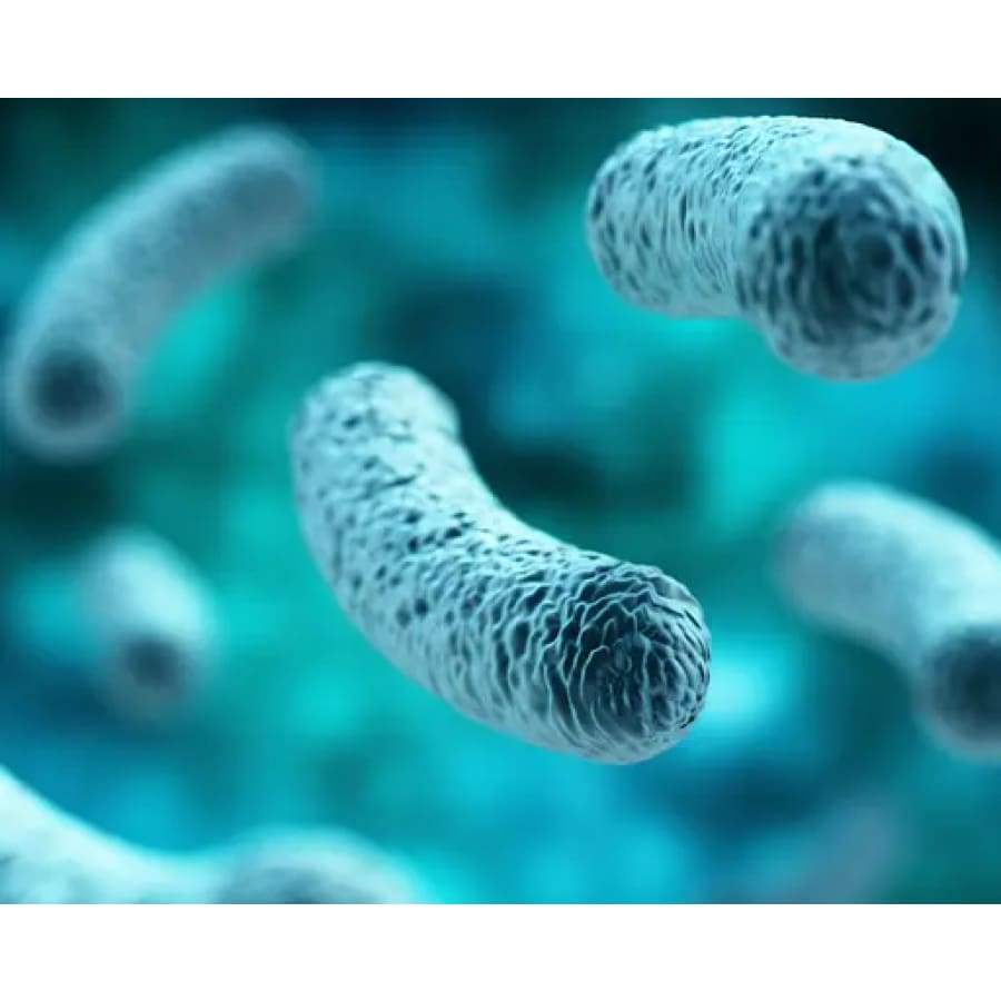 Women’s Prebiotic & Probiotic 50 Billion CFU Vaginal, Urinary Tract & Digestive Health Capsules by BariatricPal - High-quality Probiotic by BariatricPal at BariatricPal Store